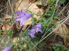 Campanula sibirica