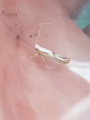 Argyresthia bonnetella