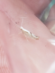 Argyresthia bonnetella