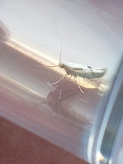 Argyresthia bonnetella