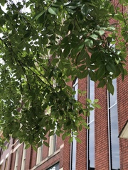 Magnoliopsida
