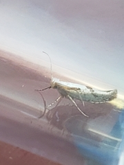 Argyresthia bonnetella