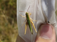 Chorthippus lacustris