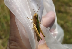 Chorthippus lacustris