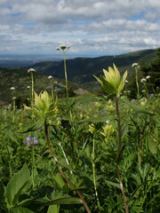 Castilleja unalaschcensis