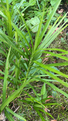 Carex muskingumensis
