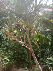 Pandanus utilis