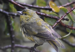 Chlorodrepanis virens wilsoni