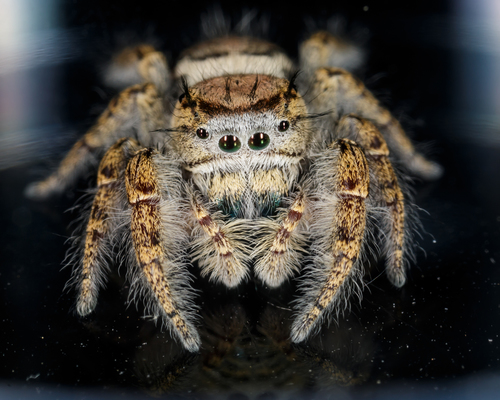 Carolina Jumping Spider