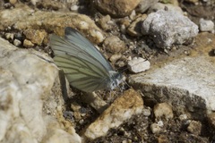 Pieris bryoniae