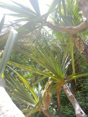 Pandanus utilis