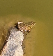 Pelophylax ridibundus