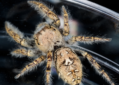 Carolina Jumping Spider