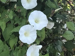 Calystegia sepium sepium