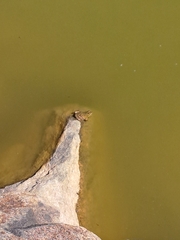 Pelophylax ridibundus