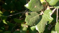 Lucilia