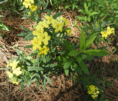 Lithospermum cobrense