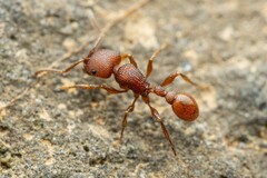 Pogonomyrmex imberbiculus