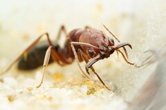 Odontomachus desertorum