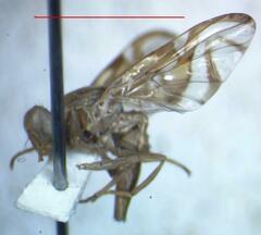 Anastrepha distincta