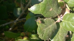Lucilia