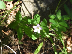 Oxalis alpina