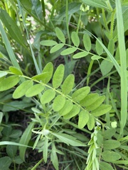 Astragalus canadensis