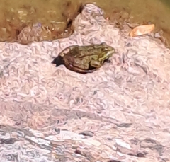 Pelophylax ridibundus