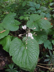 Pachyphragma macrophyllum