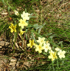 Lithospermum cobrense