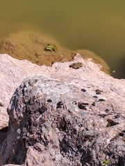 Pelophylax ridibundus