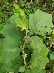Solanum jamaicense