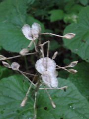Pachyphragma macrophyllum