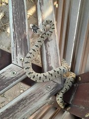 Hemorrhois ravergieri