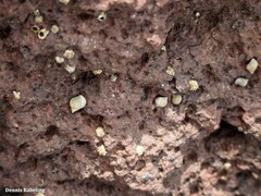 Tectarius striatus