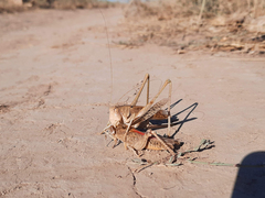 Medecticus assimilis