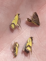 Agapeta