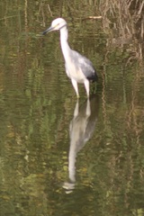 Egretta caerulea × thula