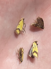 Agapeta