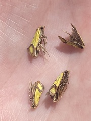 Agapeta