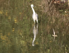 Egretta caerulea × thula