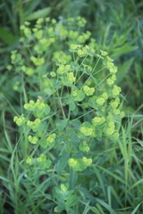 Euphorbia borodinii