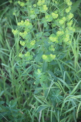 Euphorbia borodinii