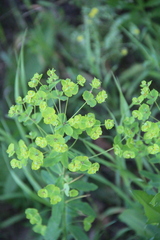 Euphorbia borodinii