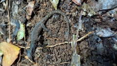 Lepidophyma tuxtlae