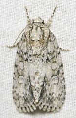 Acronicta retardata