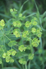 Euphorbia borodinii