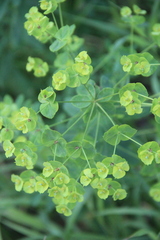 Euphorbia borodinii