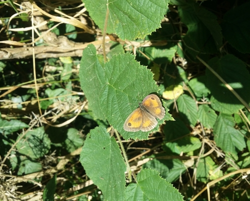 Pyronia tithonus