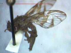 Anastrepha distincta